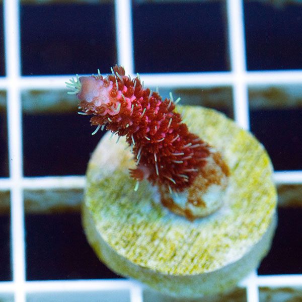 polyp1561.jpg~original