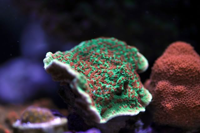 DSC_0669_edited.jpg