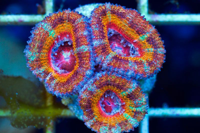 newcoral1740.jpg