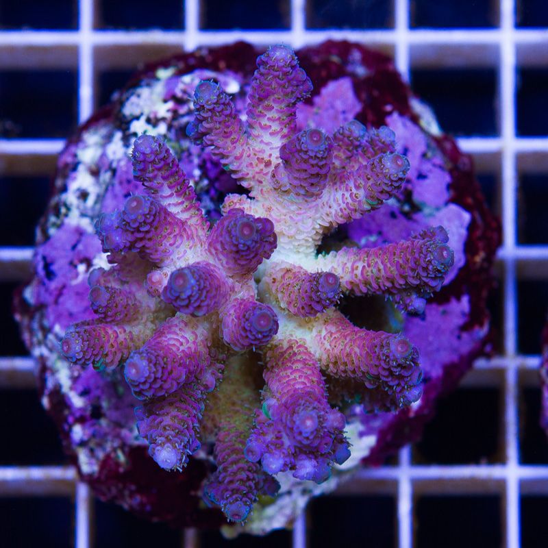 newacropora2005b.jpg~original