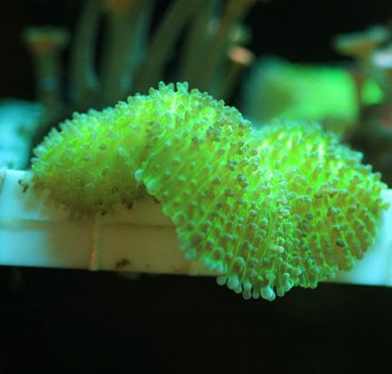greenmushroom.jpg
