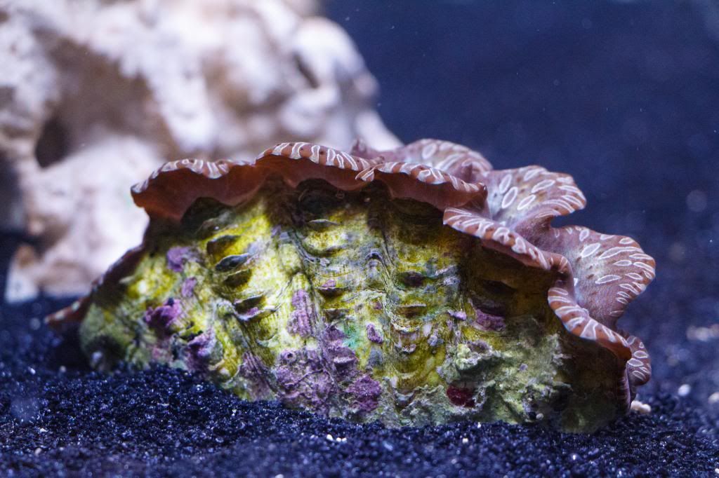 Aquarium-1.jpg