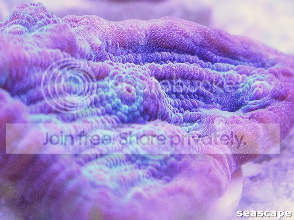 fraggingchalices032.jpg