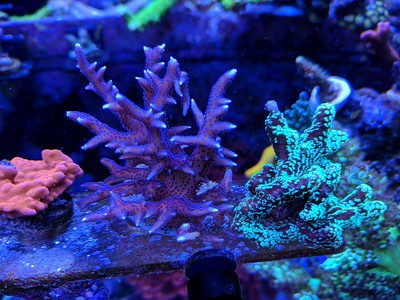 27752864299_f49d201ee8.jpg