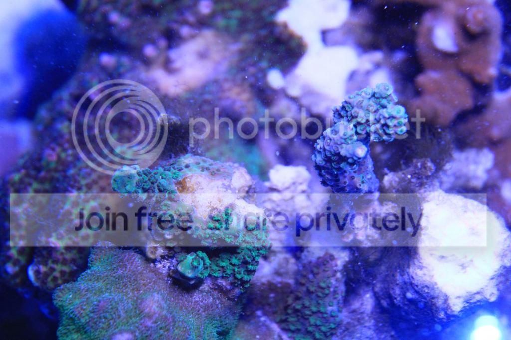 IMG_4083_zps7ce45fd5.jpg
