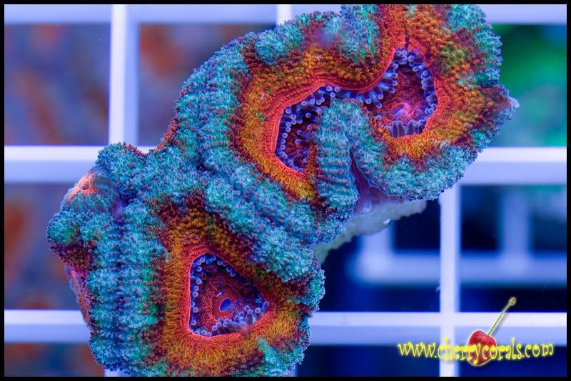 NewCorals065copy.jpg