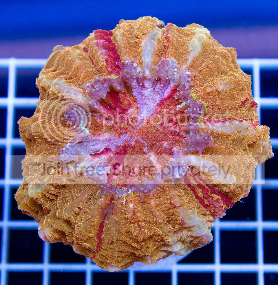 A-new-corals_3.jpg