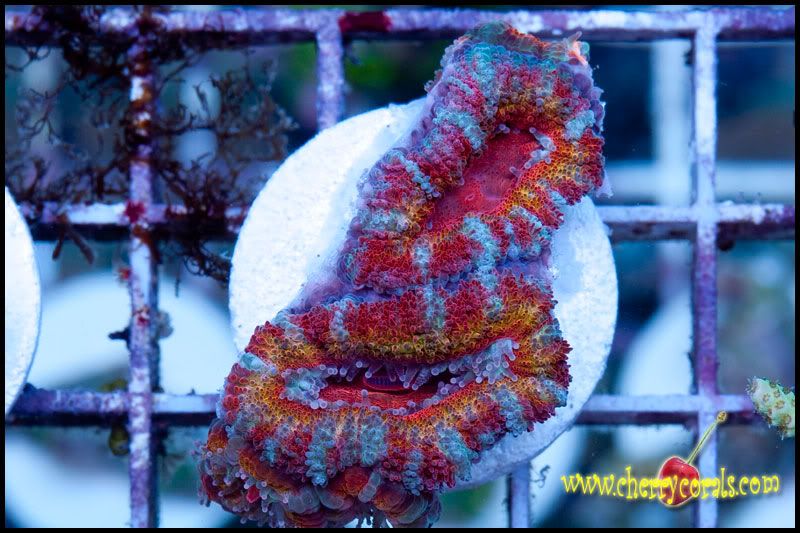 NewCorals100_19.jpg