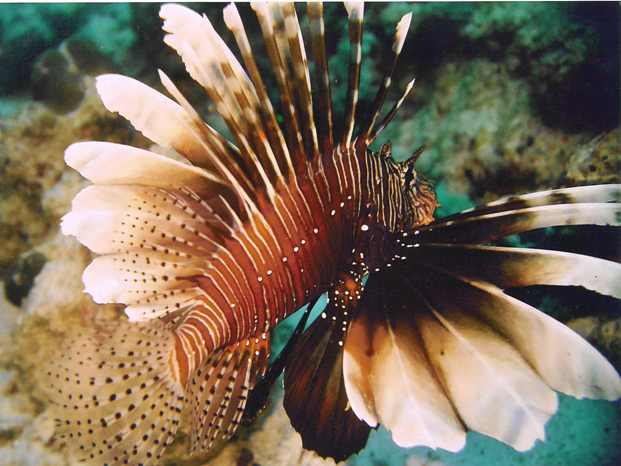 lionfish3.jpg