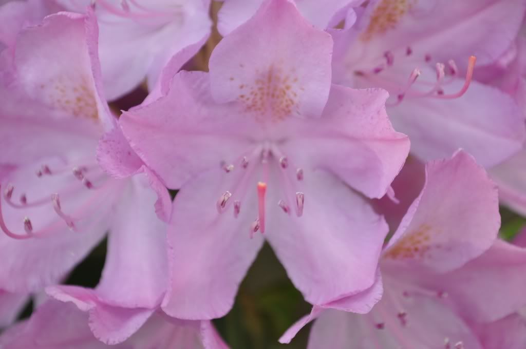DSC_0332.jpg