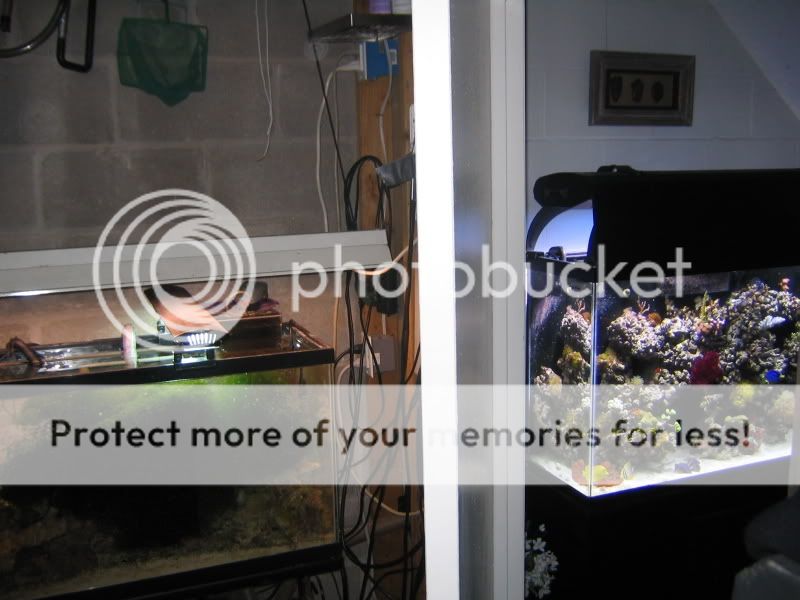 fishtankref006.jpg