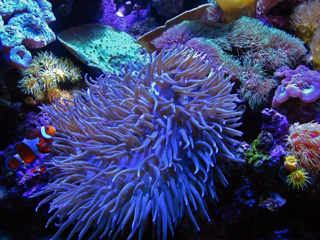 anemone01.jpg