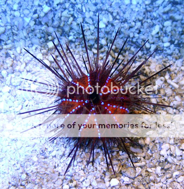 urchin-1_zpsd4aa5df7.jpg