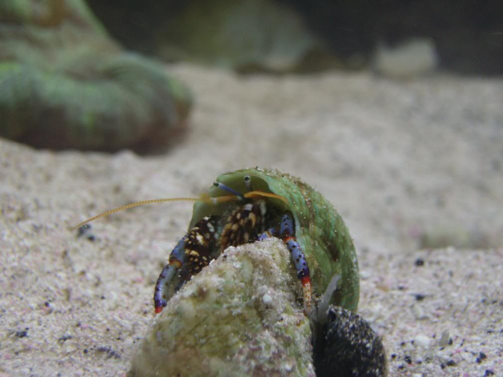 jayfish080.jpg