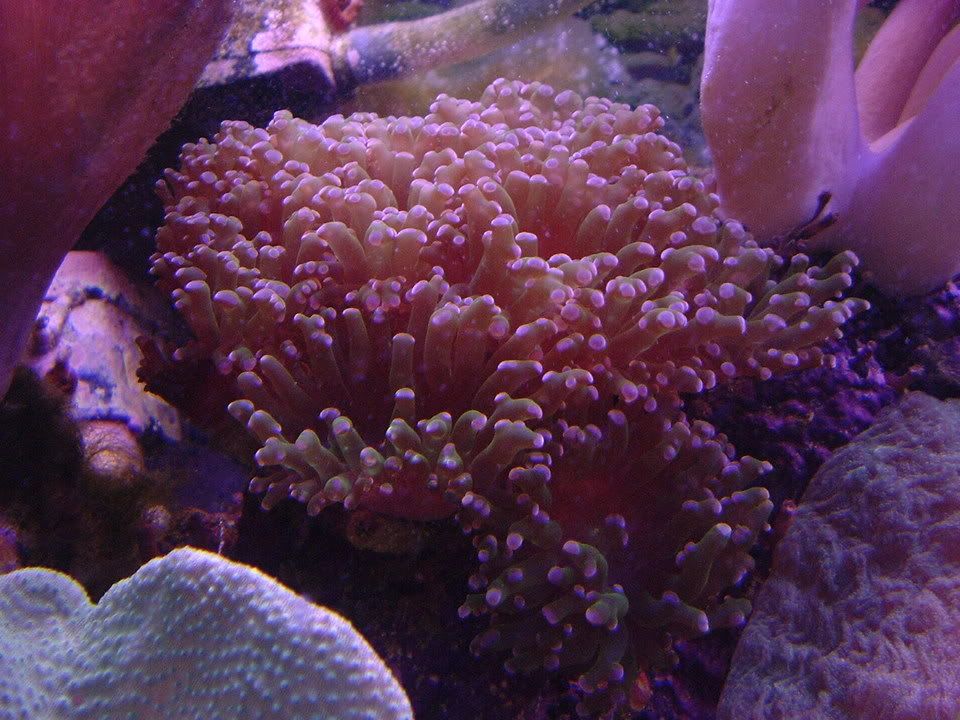 Frogspawn2.jpg