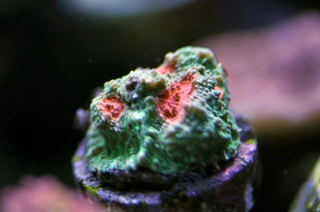DSC_0551_edited.jpg