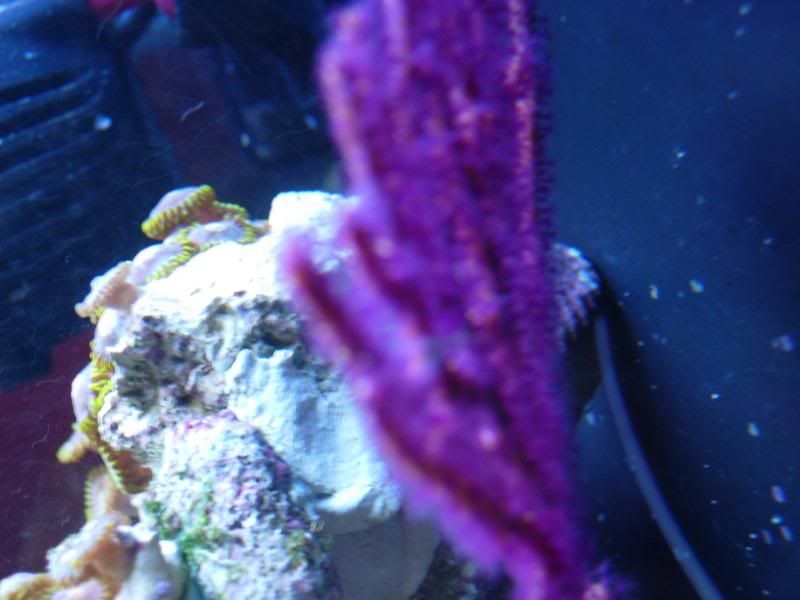 purpseafan2.jpg
