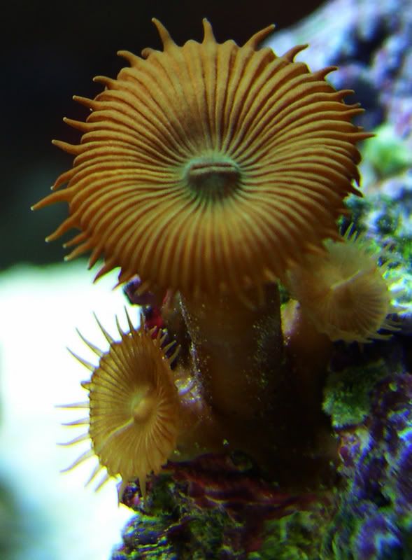 Brown_Zoos.jpg