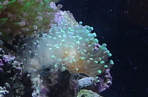 65g_bleachedfrog.jpg