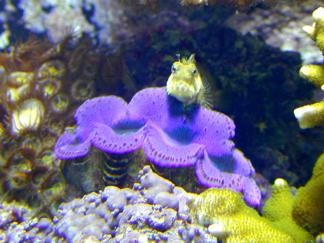 clam06c-lg.jpg