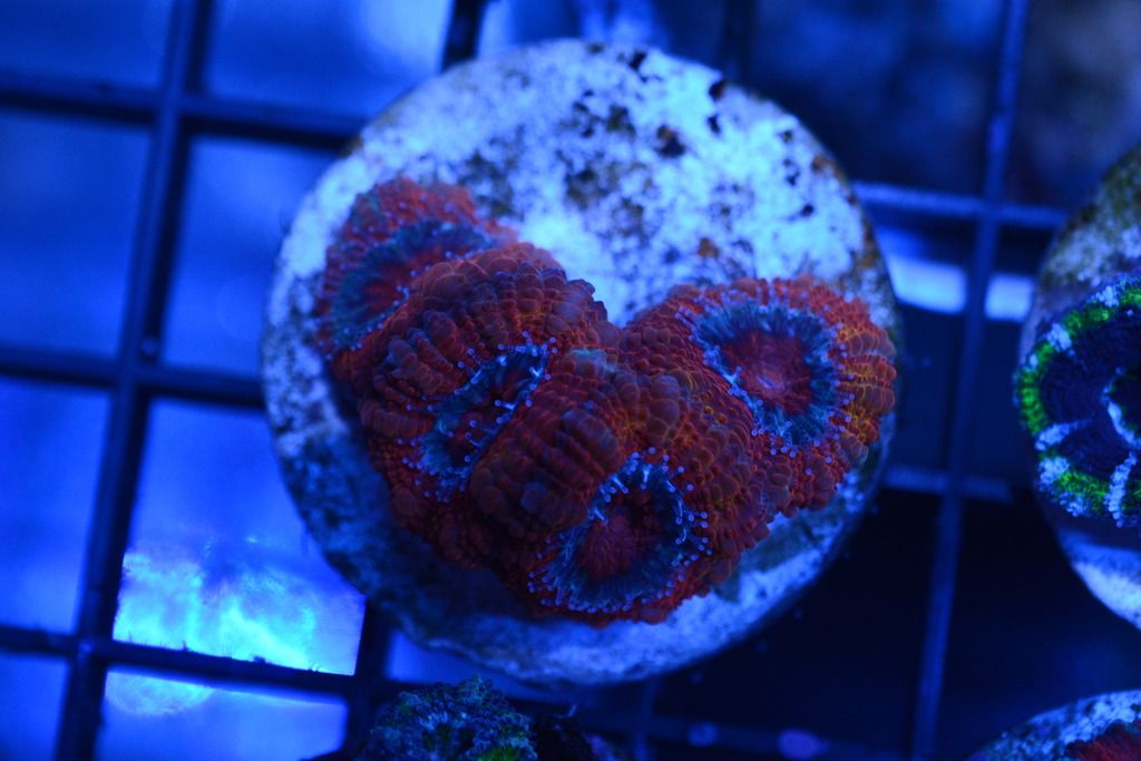 DSC_4738_zpsljgv3heg.jpg