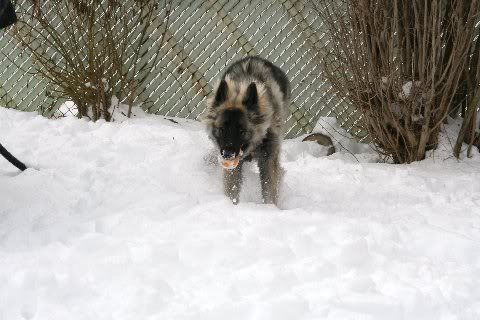 Sable1yearchristmas2010032.jpg
