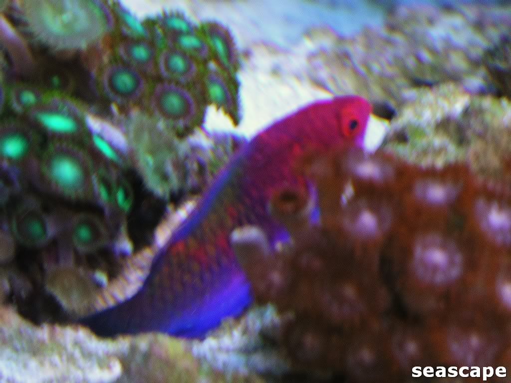 newwrasses044.jpg