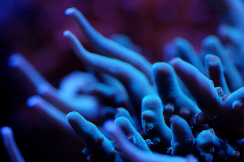 deepwateracro2.jpg