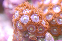 2504999509_392a8b3cc2_m.jpg