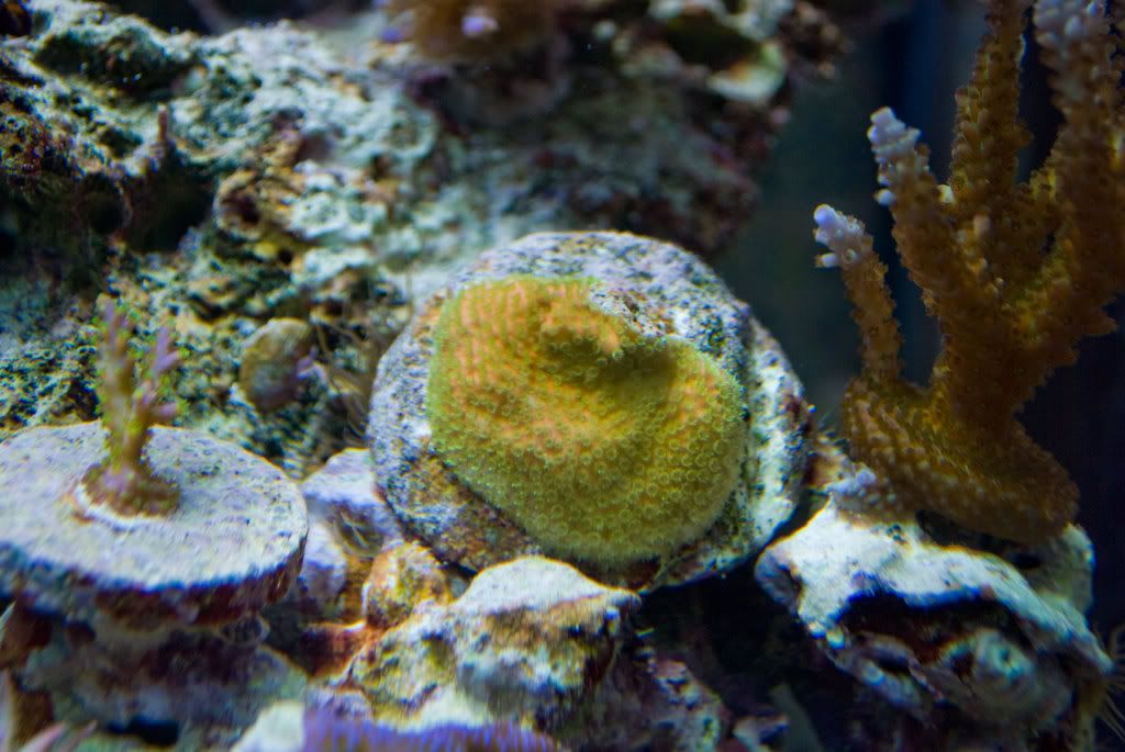 Sunset-Montipora.jpg