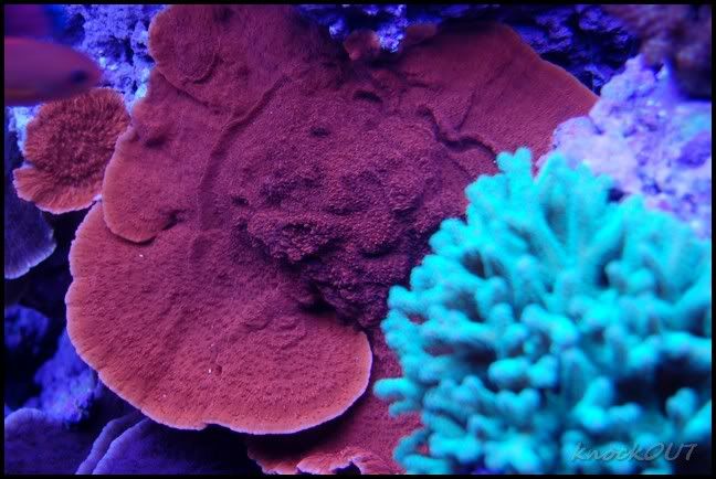 orange_encrusting_cap.jpg