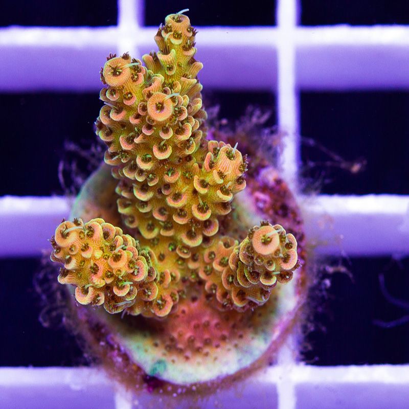 newcoral1626b.jpg
