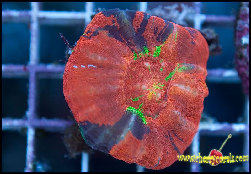 NewCorals300_2.jpg