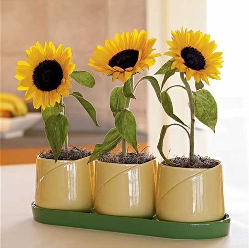 sunflower-growing-kit-1.jpg
