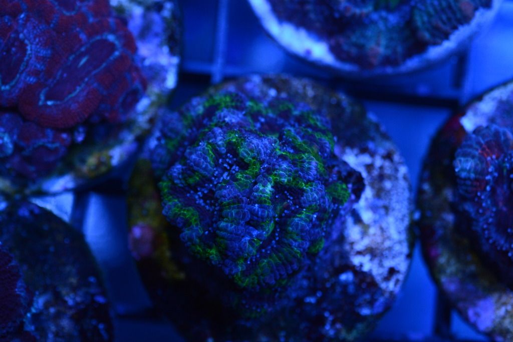 DSC_4733_zpsstlhysgf.jpg