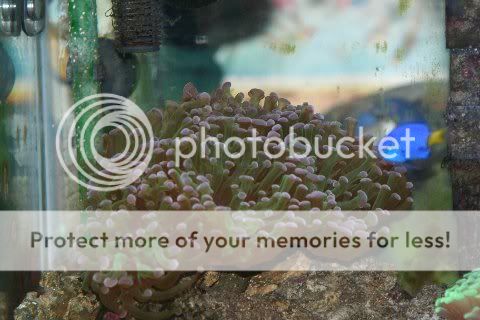 mytank07024a.jpg