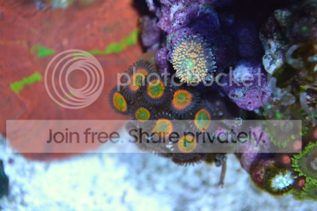 nanoforsale044.jpg
