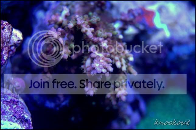 ORA_chips_acropora.jpg