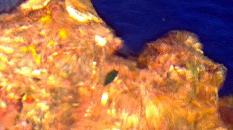 ribbon-worm-1.jpg