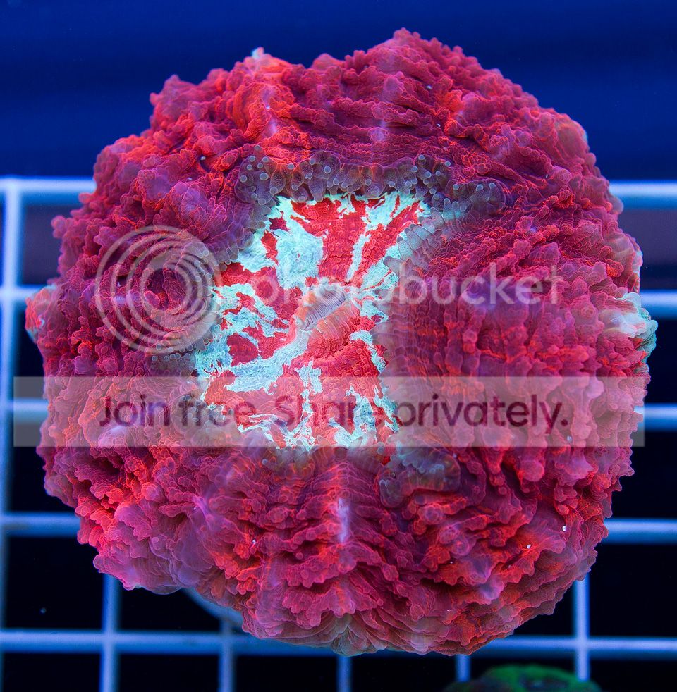 A-new-corals_4.jpg
