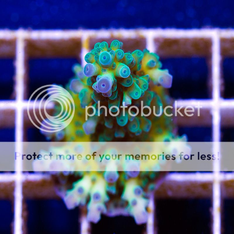 newacropora2055bbbbb.jpg~original