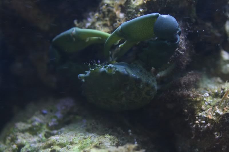 Emerald.jpg
