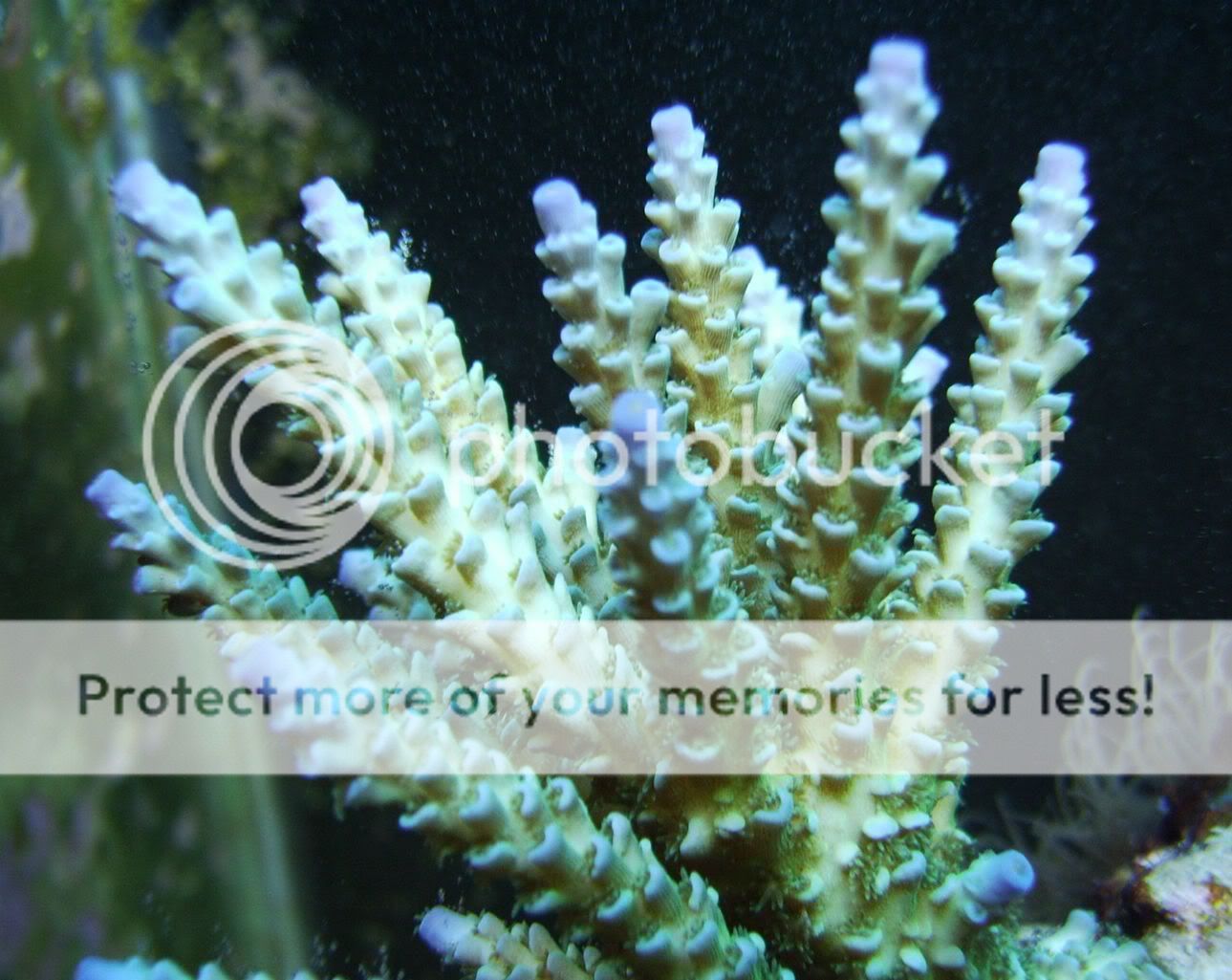 CROP-Aqua_1_07009.jpg