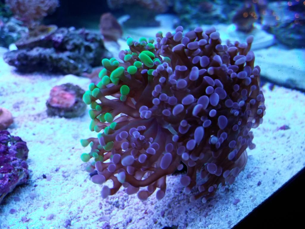 20141202_194051_zpsuyajdzep.jpg