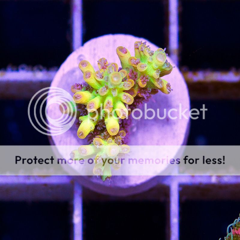 newacropora2069bbbbb-1.jpg~original