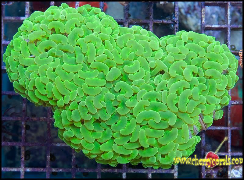 NewCorals300_10.jpg