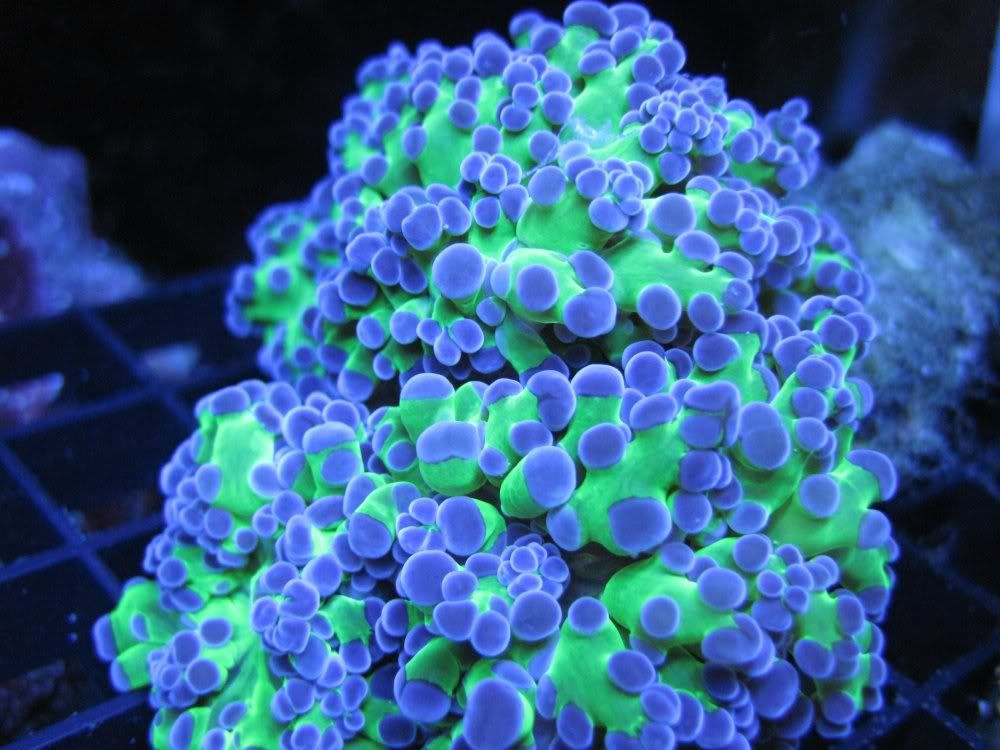 DallasNYC_FrogSpawn1.jpg