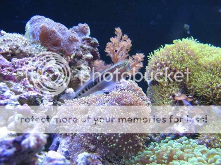 goby3.jpg