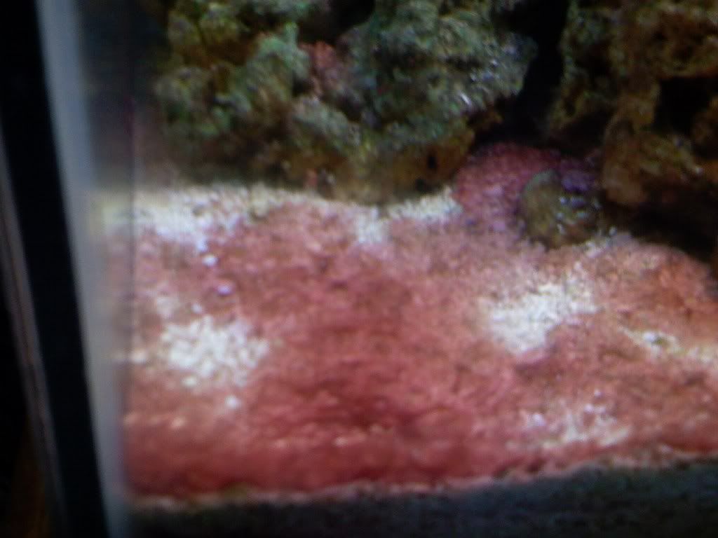 Redalgae001.jpg