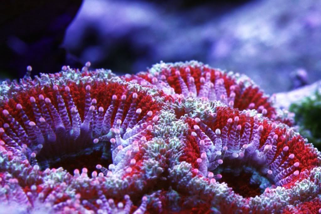 macro11-7acan1.jpg